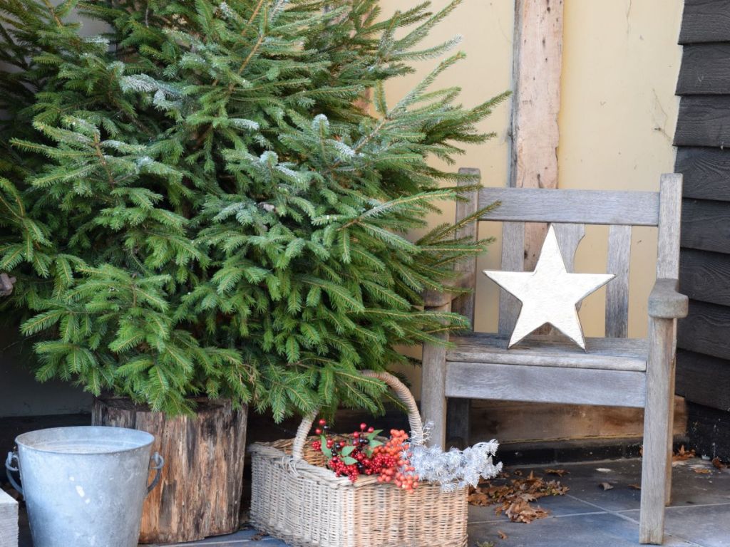 Money Saving Tips for Buying a Christmas&nbsp;Tree