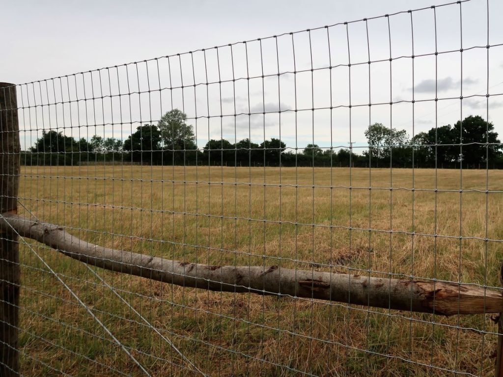 When will the dog field&nbsp;open?