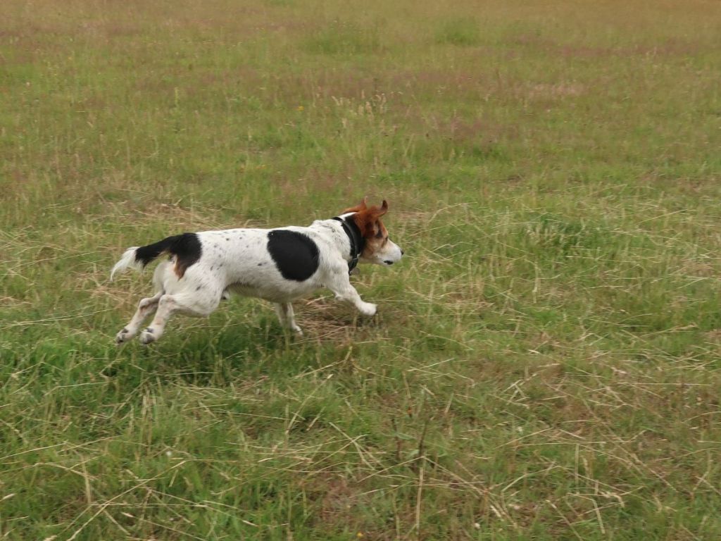Jack Russell running
