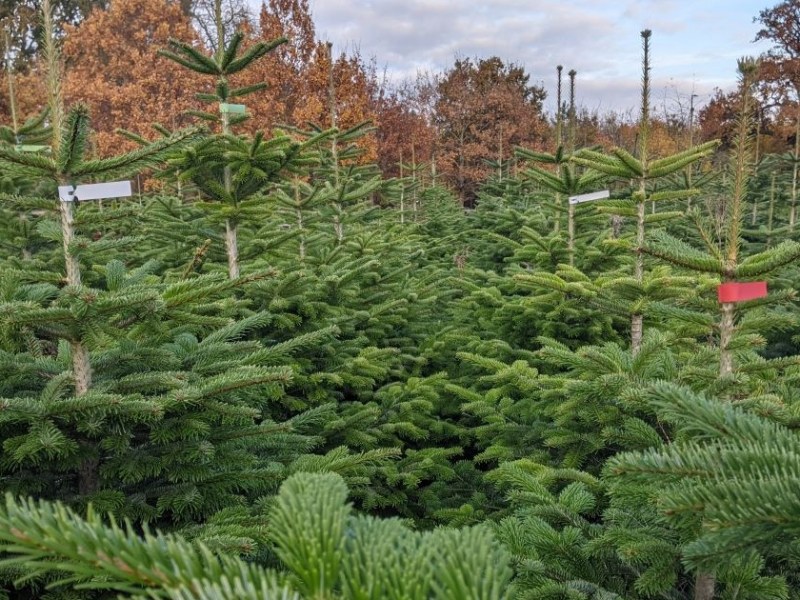 Gearing up for Christmas&nbsp;2025